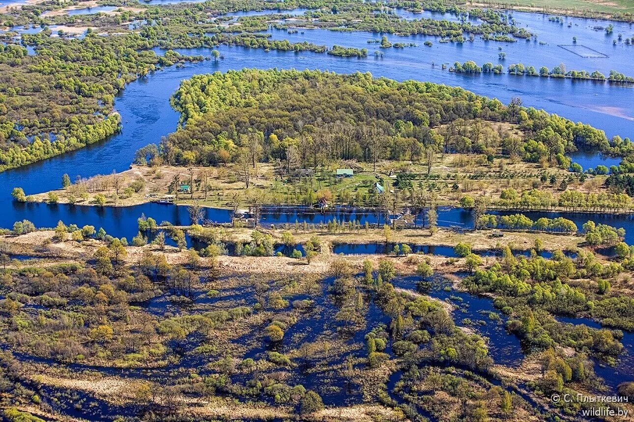 Водная система озер. Припять Беларусь. Река Припять. Днепр Припять. Речка Припять в Беларуси.