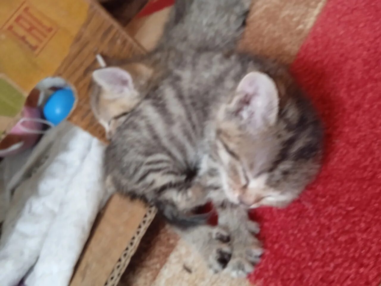 Отдам котят нея. Отдам котят в добрые руки. котята в добрые руки.
