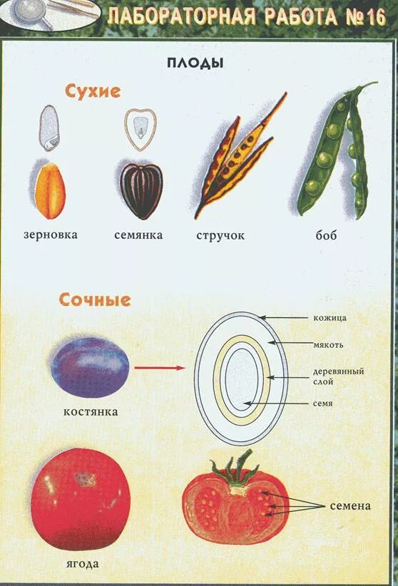 Строение семени томата. Строение плода томата. Структуры семени томата. Строение семени помидора.