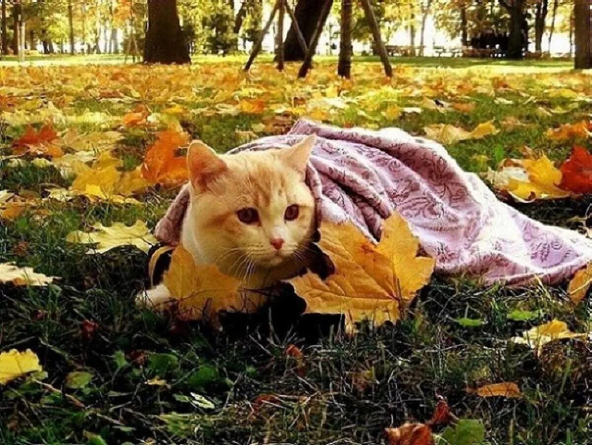 Приходит октябрь. Холодно осенью. Похолодание осень. Прохладная осень. Осенний холод.