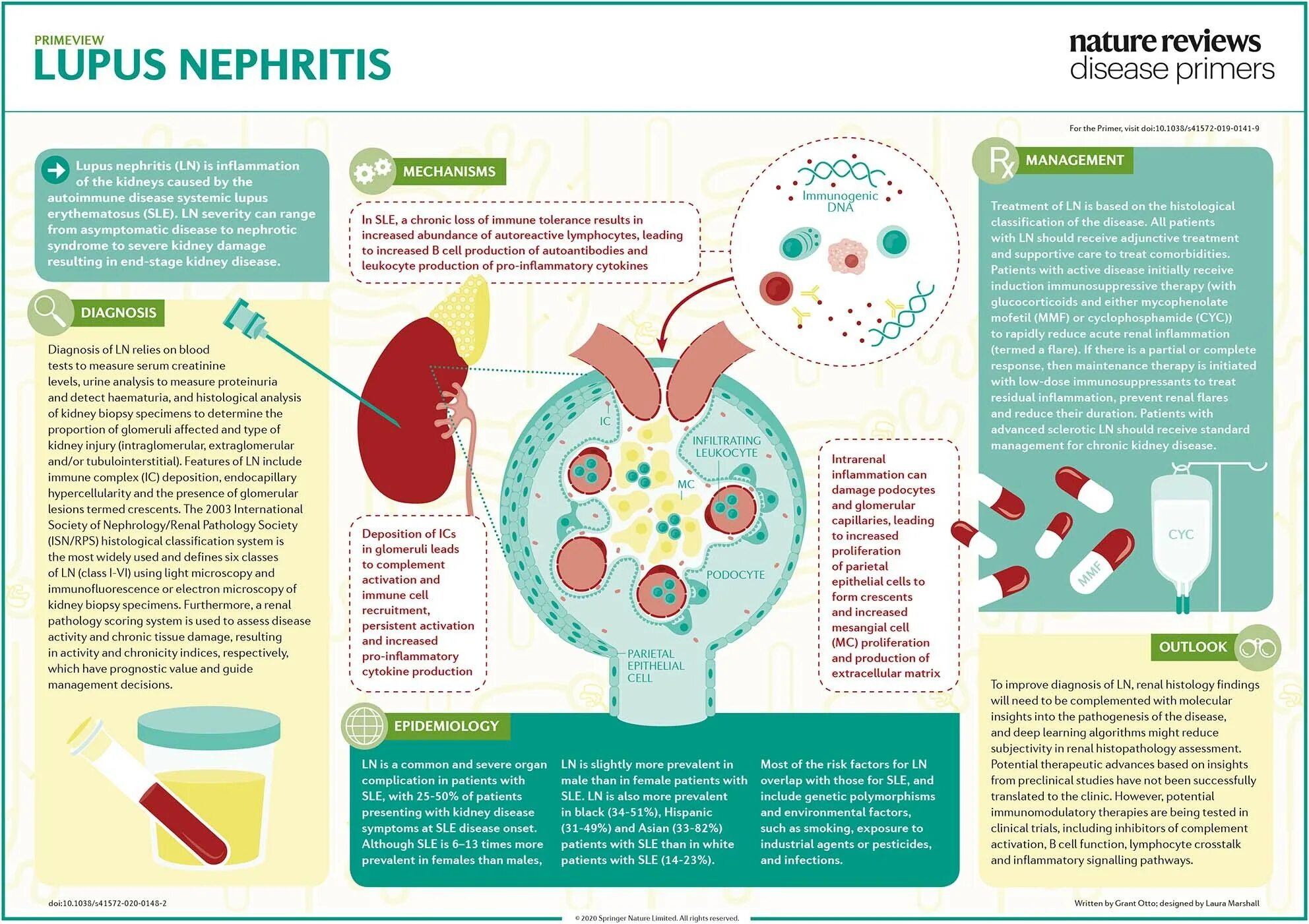 Nature reviews. Nature Reviews disease primers. Гломерулонефрит памятка. Гломерулонефрит эпидемиология.