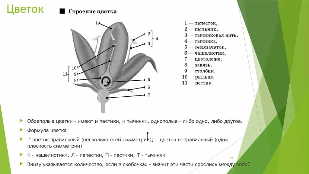 Чашелистик пыльник и завязь на рисунке цветка. Чашелистик пыльник завязь. Строение лепестка. Формула строения цветка. Лепестки лилии строение.