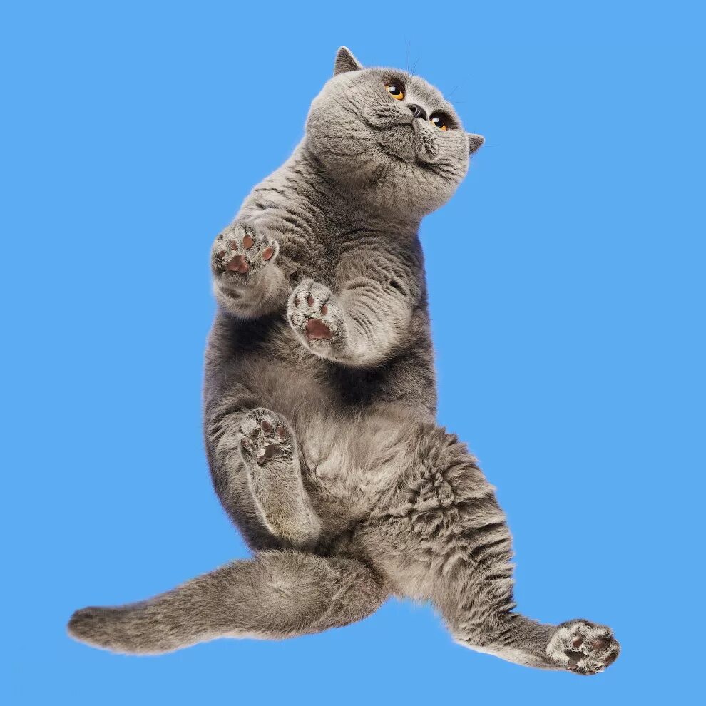 Как должен выглядеть кот. Кот снизу. кот вид снизу. животные вид снизу. котик на голубом фоне.