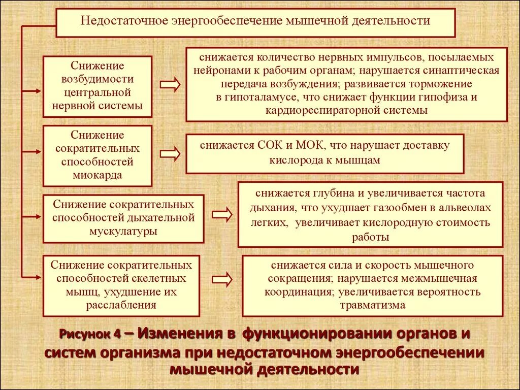 Система работы по снижению. Биоэнергетическое обеспечение мышечной деятельности. энергообеспечение работы мышц. механизмы энергообеспечения мышечной деятельности. режимы энергообеспечения мышечной деятельности..