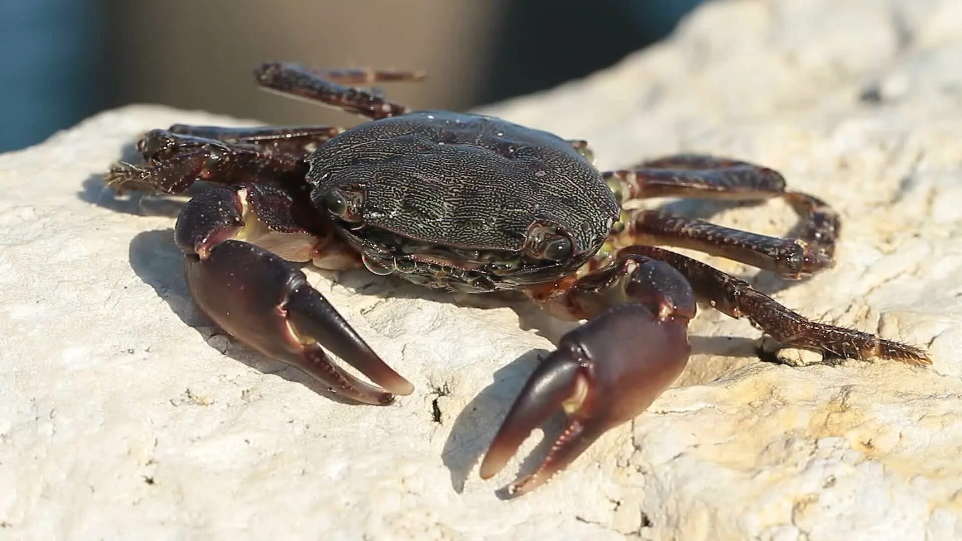 Черные крабы животные. Pachygrapsus marmoratus. Мраморный краб черного моря. Черноморский каменный краб. Крабы Pachygrapsus.