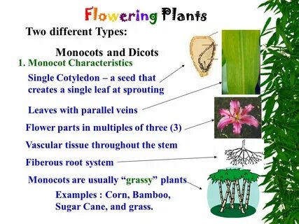 Planting vocabulary