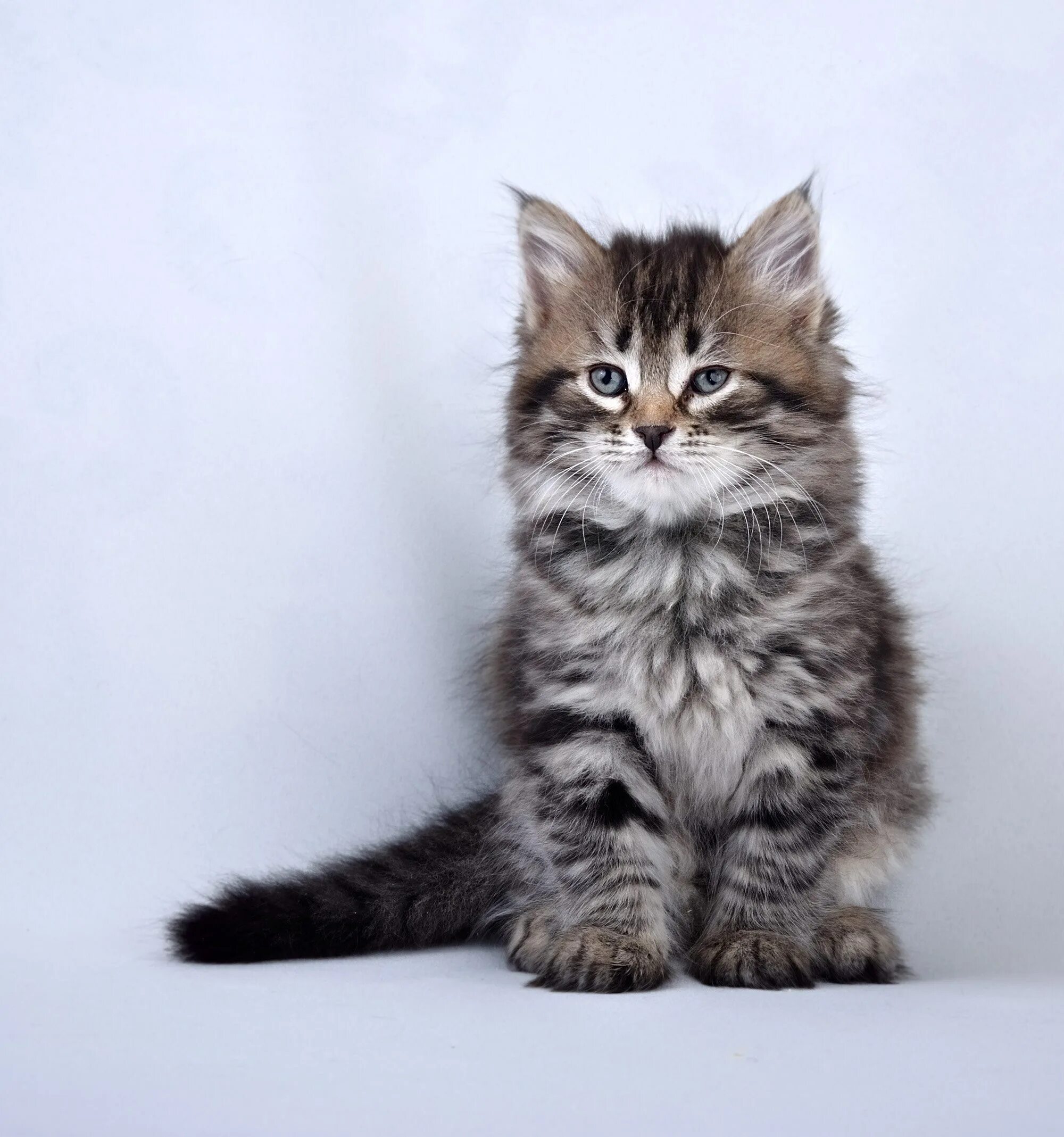 Сибирская карликовая кошка. Сибирские котята. Сибирские котята. Сибирская кошка котята. Длинношерстный табби сибирская.