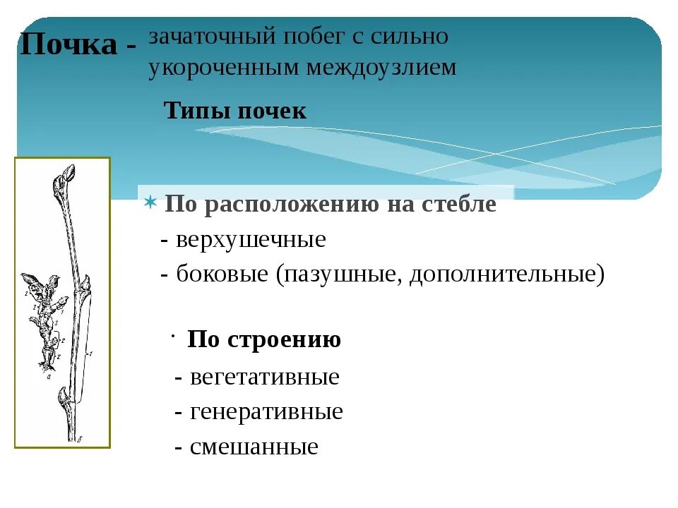 Запишите классификацию видов почек по строению. Типы расположения почек. типы почек по расположению на стебле. классификация почек растений. типы почек по положению на стебле.