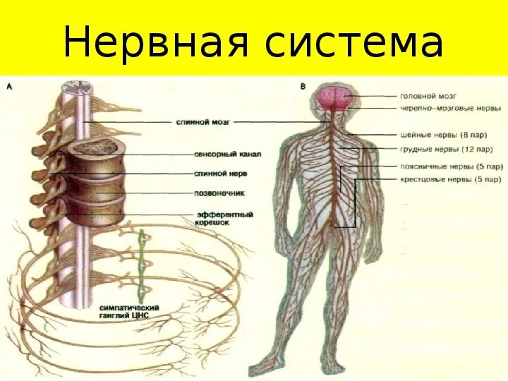 Виды нервной системы 8 класс. Нервная система человека схема. Нервная система биология. Нервы биология. Нервная система 8 класс биология.