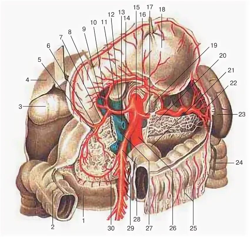 Чревный ствол и его ветви. Чревный ствол анатомия. Ветви чревного ствола анатомия. Чревный ствол кровоснабжает. Truncus Coeliacus (чревной ствол).