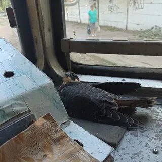 Нашли сокола