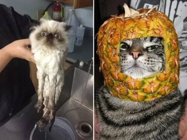 Не два нелепый. Нелепый кот. глупый котенок. дурацкие коты.