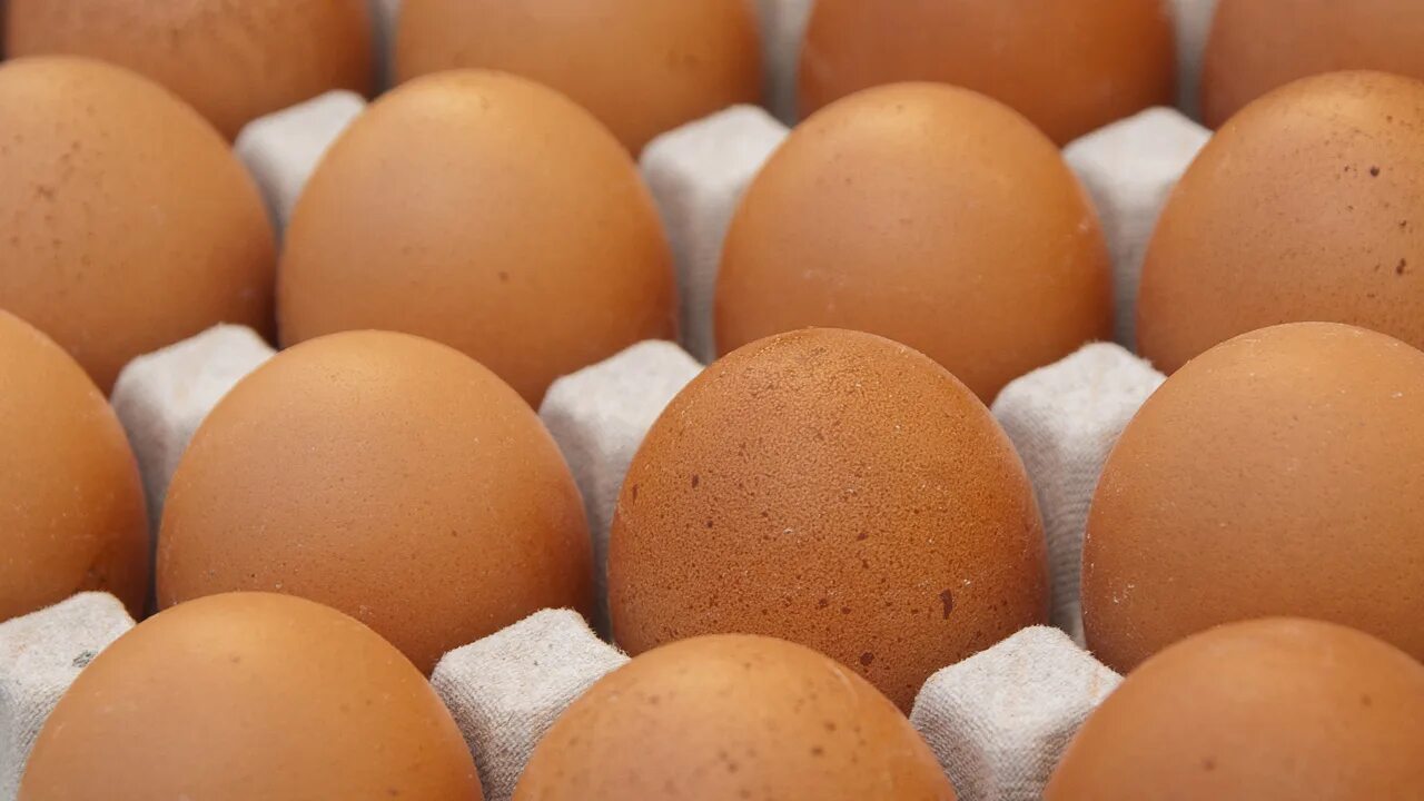 Купить челябинское яйцо. Яйцо куриное. Яйца кур. Яйца фото.
