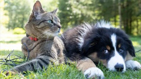 Cats and dogs very