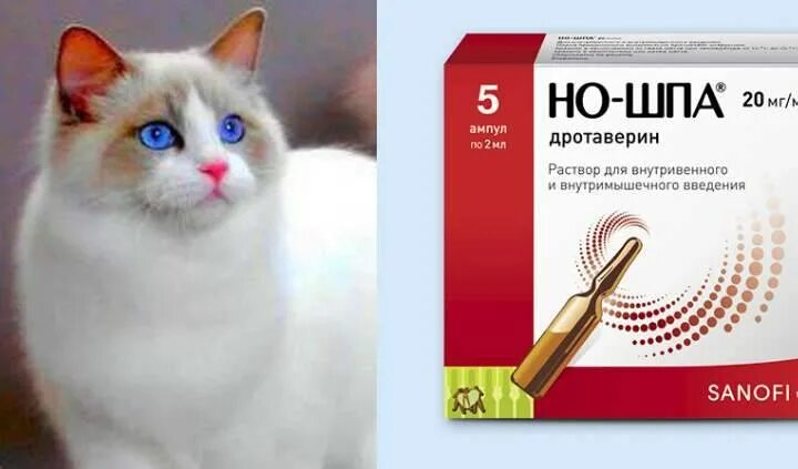 Можно ли котам ношпу в таблетках