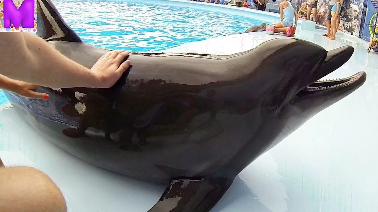 Девушка гладит дельфина. Гладить дельфина. Погладить дельфина. Гладить дельфина. К чему снятся дельфины.