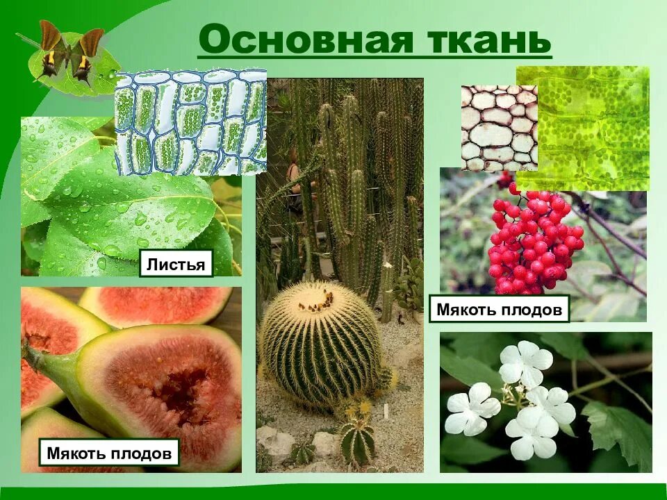 Ткани растений 6 видов. Основная ткань растений. Основные ткани растений. Ткани растений основная ткань. Основные ткани плодов.