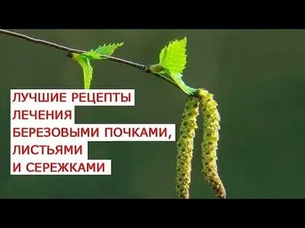 Сережки березы лечебные свойства