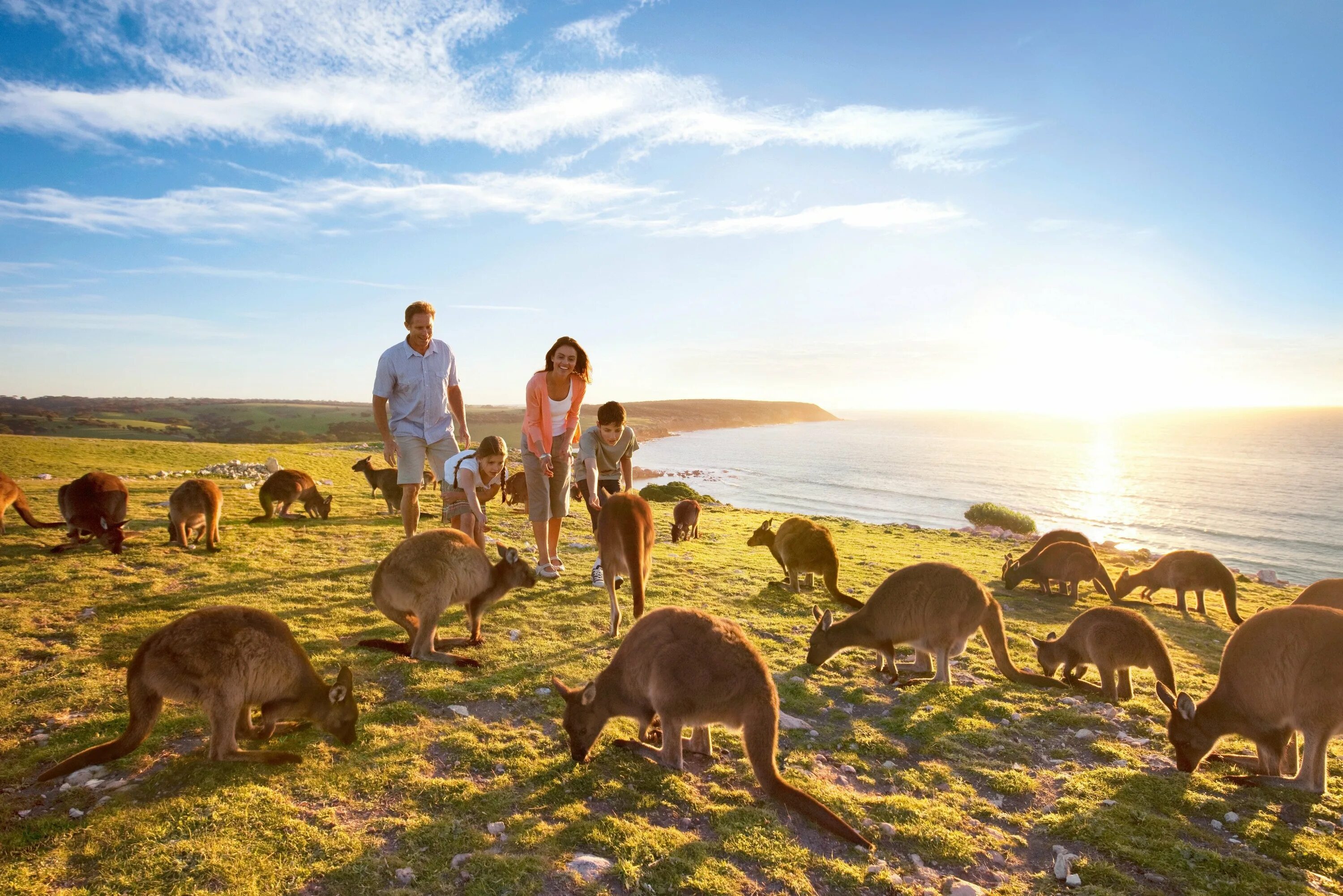 Основной быт австралии. Остров кенгуру в Австралии. Остров кенгуру (залив сент-Винсент). Экотуризм в Австралии. Малтайза Австралия.