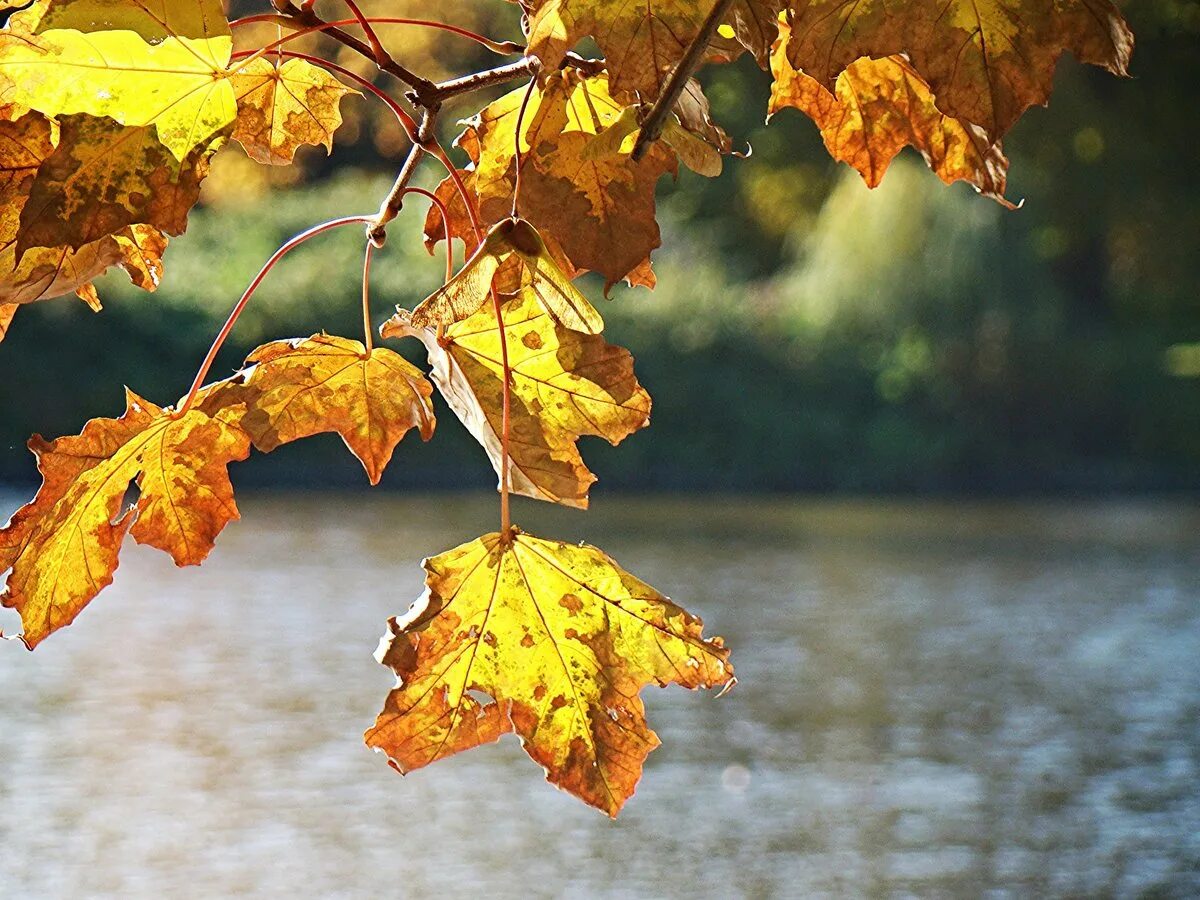 Осень листья похожие. Дождь клен. На что похожа осень в картинках. Осень осень вместе будем до зимы. Осень ты на грусть похожа картинки про осень.