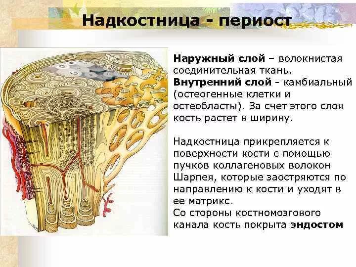 Строение надкостницы анатомия. Периост и эндост. Надкостница костей образована. Костная ткань надкостница.