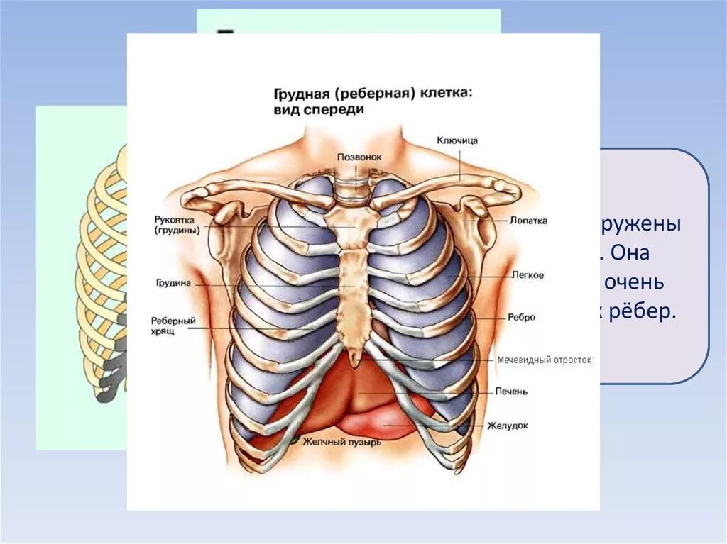 Что болит посередине грудной клетки между ребрами спереди. Между ребрами посередине спереди. Анатомия грудной клетки человека. Органы под правой грудью