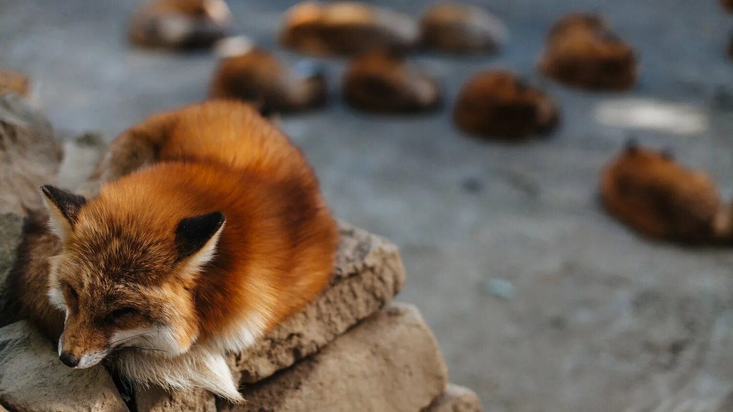 Лиса. 2 лисик фокс. Фото милой лисички. Милые лисички. Лиса.