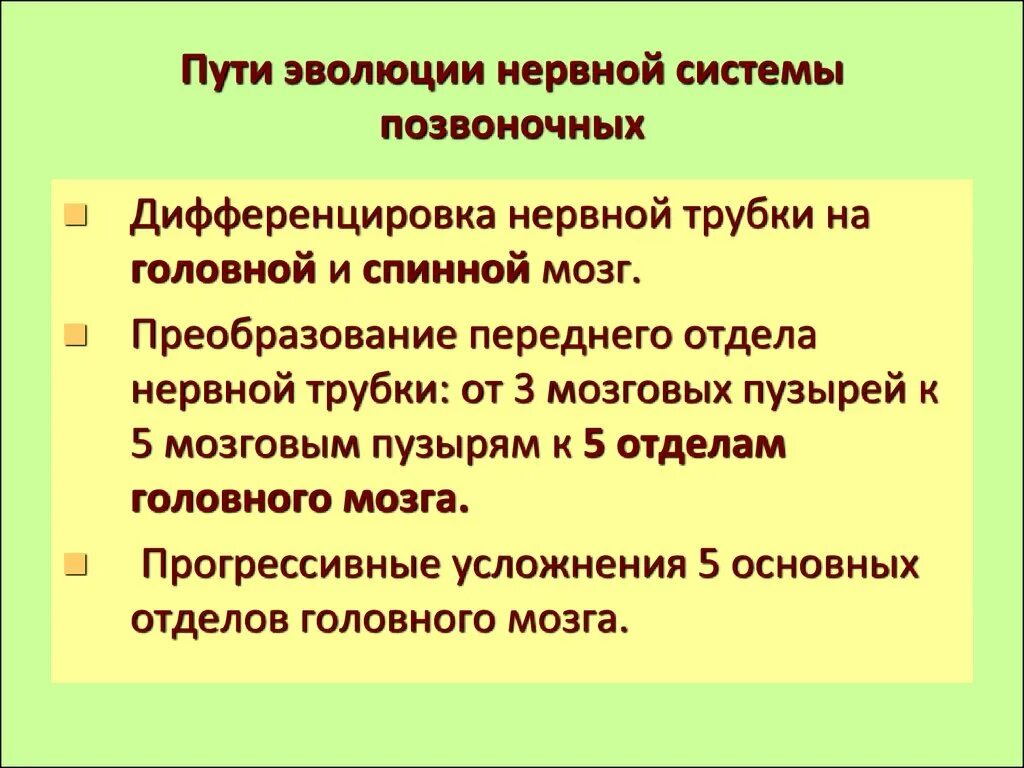 Какие преимущества дает животным наличие нервной системы. Основные направления эволюции нервной системы. направления эволюции нервной системы позвоночных. развитие нервной системы эволюция. эволюционные преобразования.