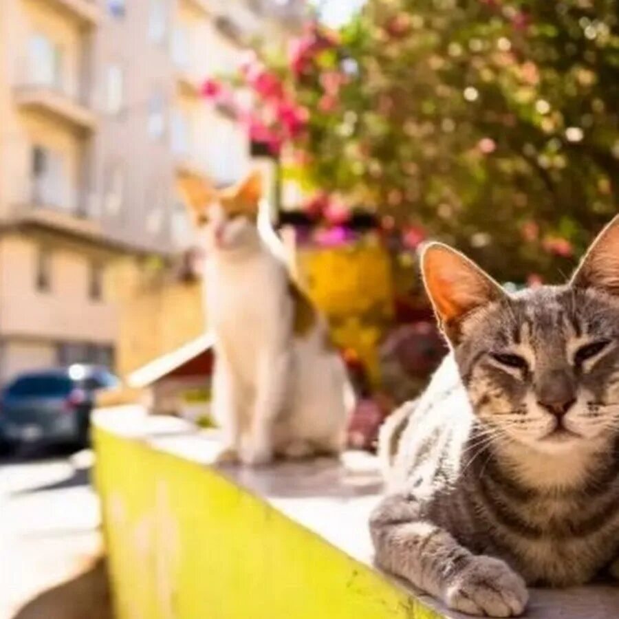 Котик на улице. Городской кот. Котики на улице лето. Красивые котики на улице. Hello street cat live