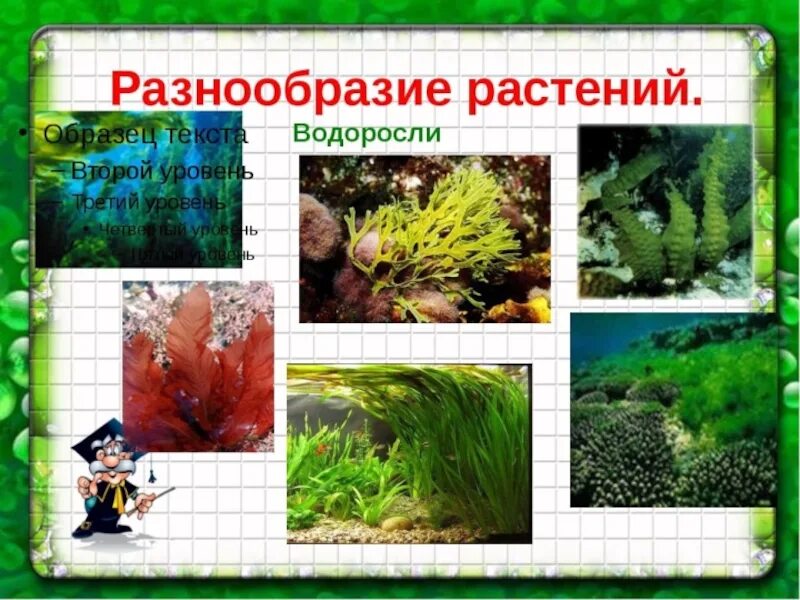 Разнообразие растений. Разнообразие растений водоросли. Водоросли 3 класс. Окружающему миру разнообразие растений. Группа растений водоросли примеры названия