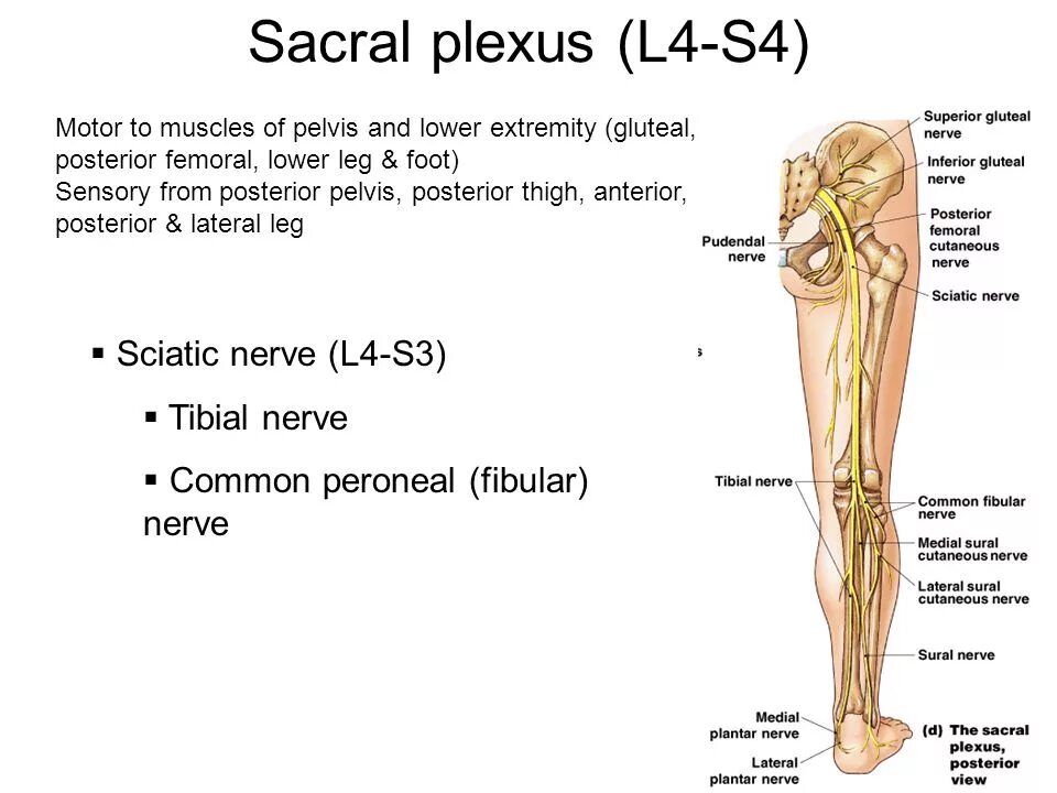 Getting on nerve перевод. Common fibular nerve. common fibular (peroneal) nerve. нерв суралис. нервус суралис.
