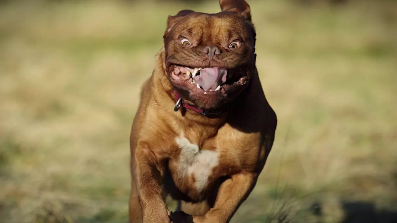 Злая собака бежит. Злая собака бегает. Злая собака бежит. Злая собака бежит. Ротвейлер бежит.