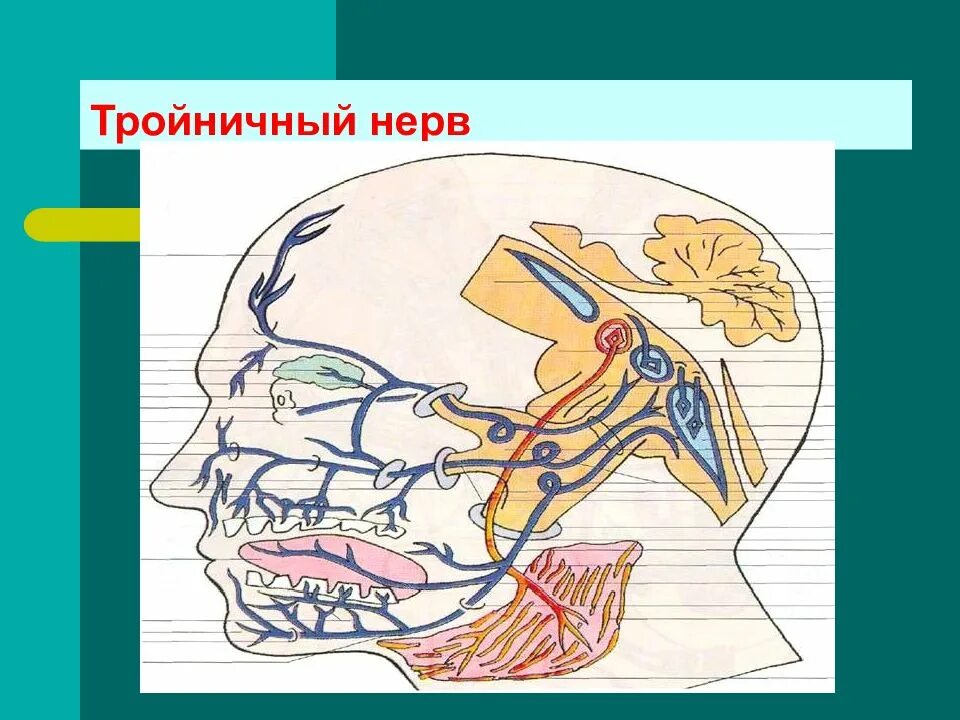 Тройничный нерв баня. Тройничный нерв нерв. тройничный ганглий. тройничный ганглий расположение. гассеров ганглий.