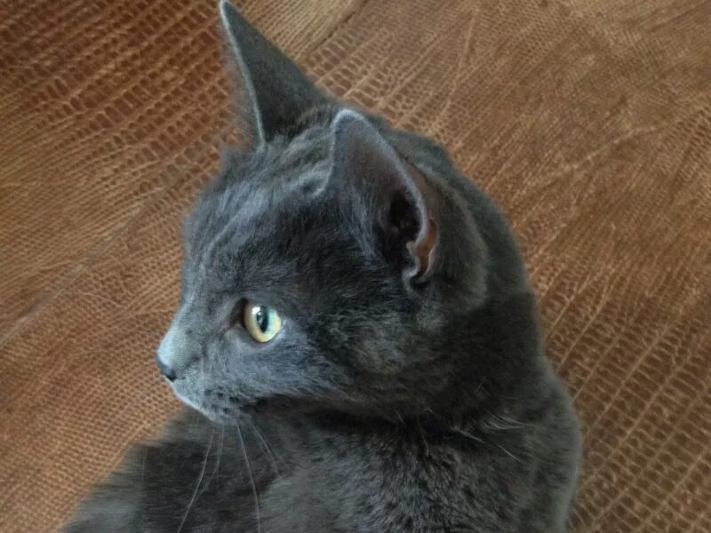 Фенотипичный британец. Котенок фенотип. Фенотип британца кошки. Фенотип сибирской породы кошек. Фенотип британской кошки.