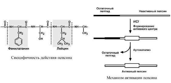 Схема активации пепсина биохимия. Реакция активации пепсина. Схема превращения неактивного фермента в активный пепсин. Механизм активации пепсиногена. Какой фермент способен расщеплять пептиды