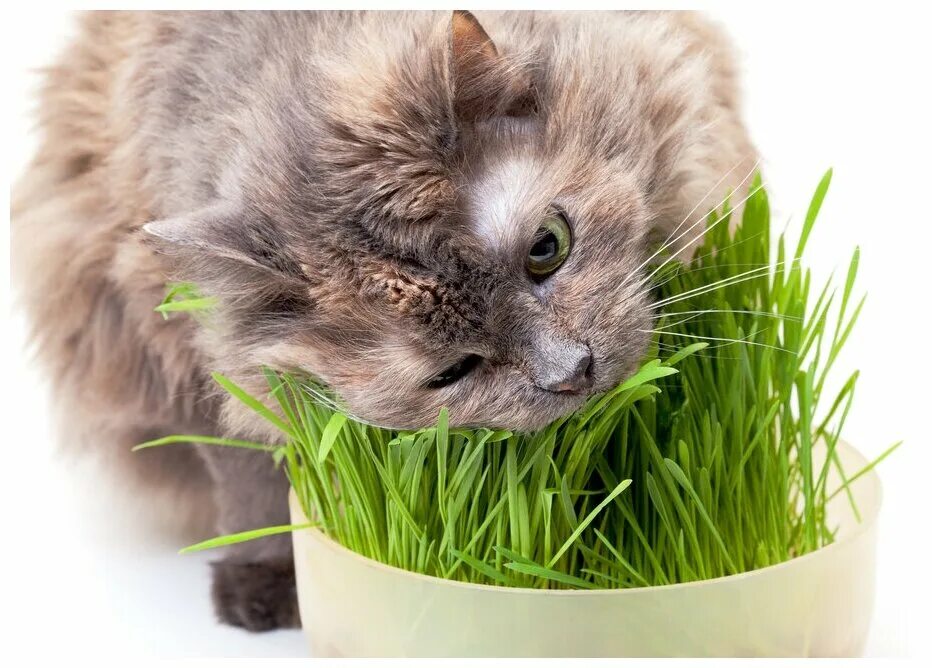 травка для животных. собака травка. травка для котов. травка для кошек пророщенная. пророщенная овес.