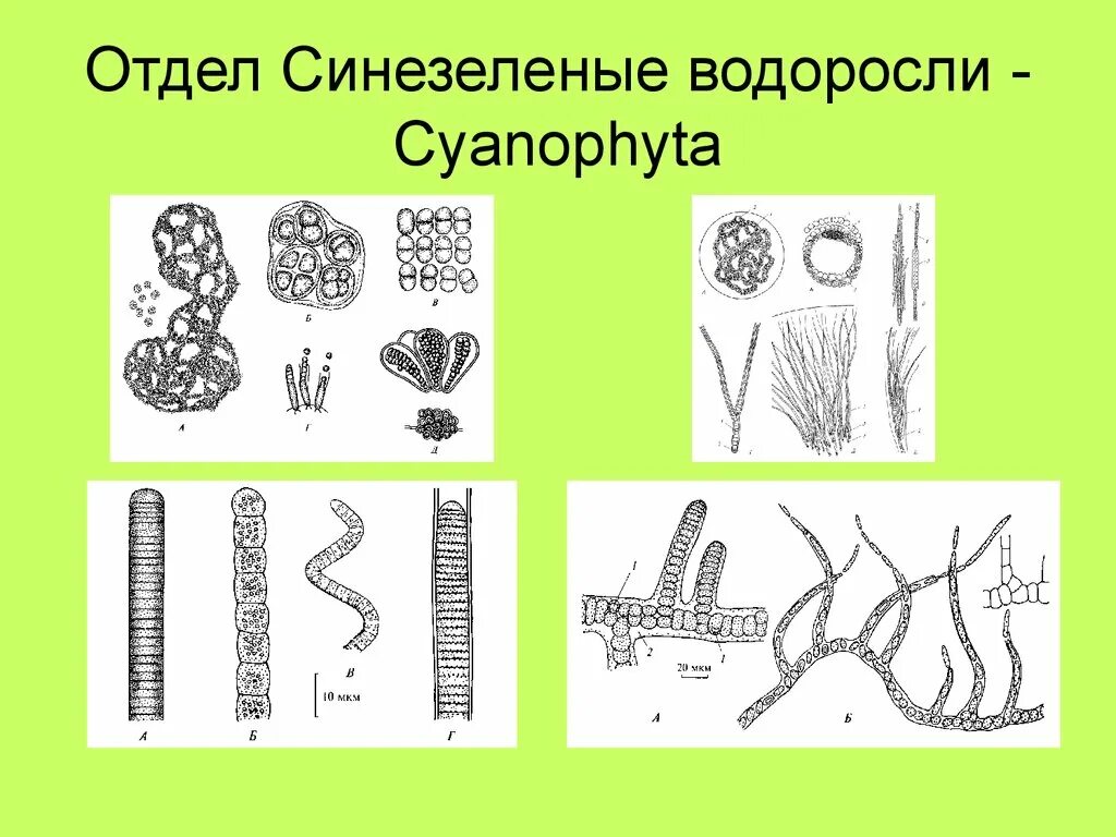 Сине зеленые водоросли встречаются. Синезеленые водоросли (cyanophyta). сине-зеленые водоросли цианобактерии. многоклеточные цианобактерии. цианофиты водоросли.