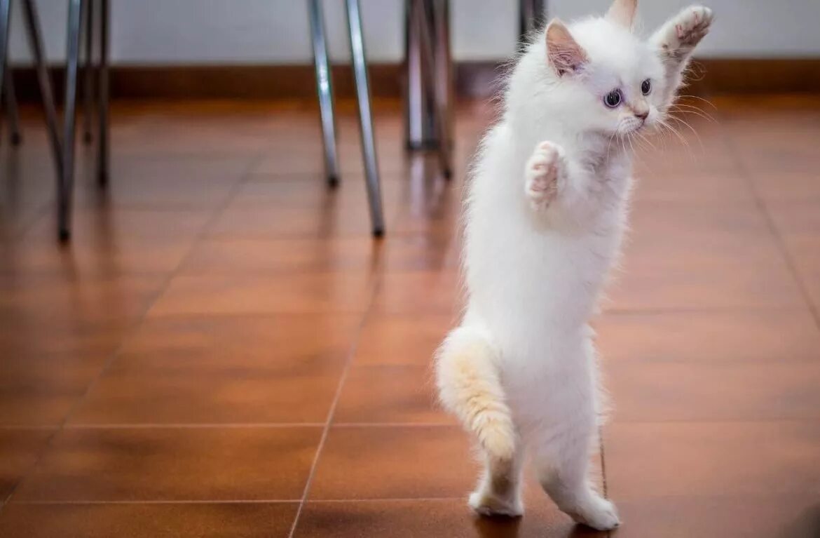 Белый кот прикол. Белый котенок. белый пушистый котенок. смешные котята. смешной белый котенок.