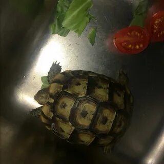Черепаха вылезти