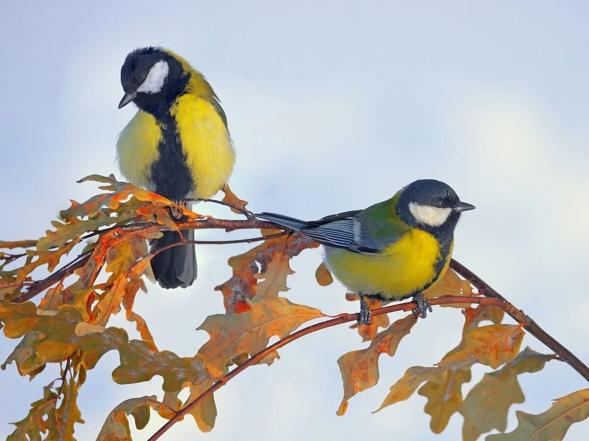 Синичкин день. Синичкин день игры для дошкольников. Выставка синичкин день в детском саду. Зиновий синичник 12 ноября. 12 ноября синичкин календарь.