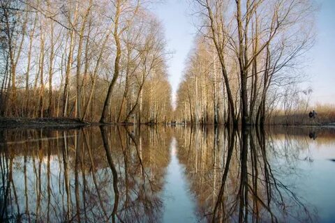 Пики весны