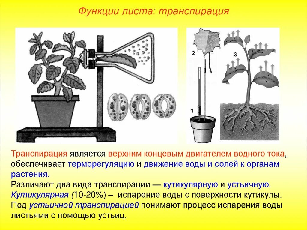 Какую функцию выполняет вода в растении. Функции транспирации растений. Транспирация функции. Транспирация воды у растений. Процесс транспирации у растений.