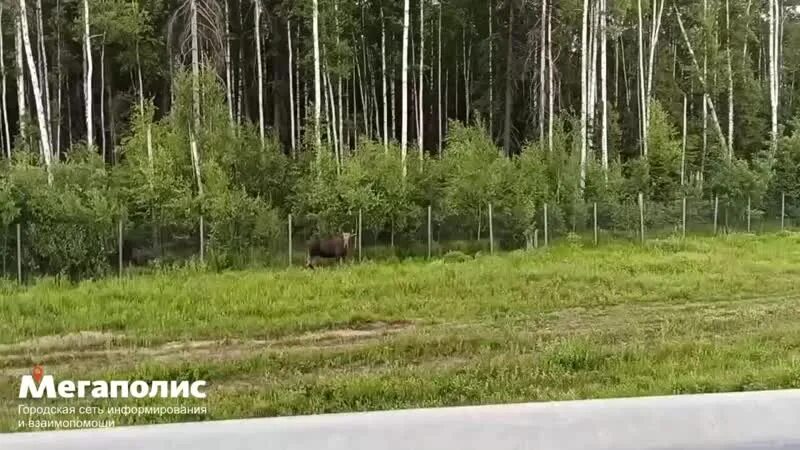 Лось около Зеленограда. Лоси возле коттеджного поселка Крылатское под Ижевском. Лосяшка корм для лосей. Что было около Янинского леса.