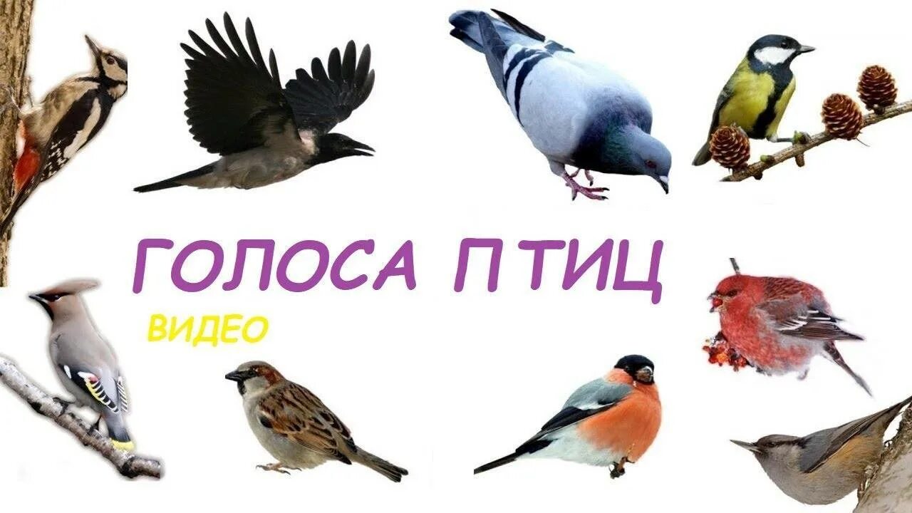Голоса птиц. Изучаем птиц. Говорящие птицы. Как разговаривают птицы для детей.