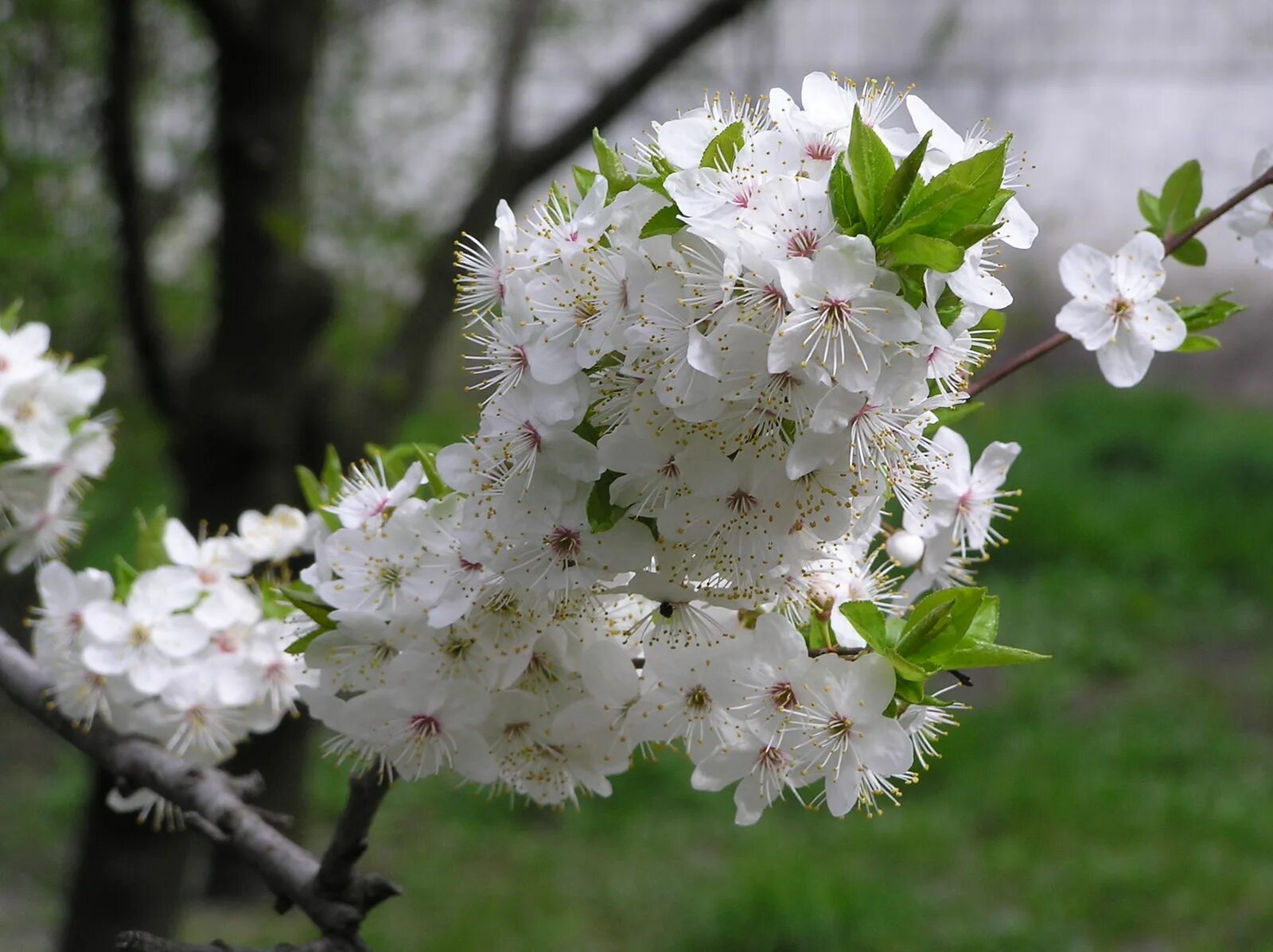 Prunus перевод. Прунус (Prunus). Вишня Восточная (Cerasus serrulata). Prunus Cerasus ‘Evans’.