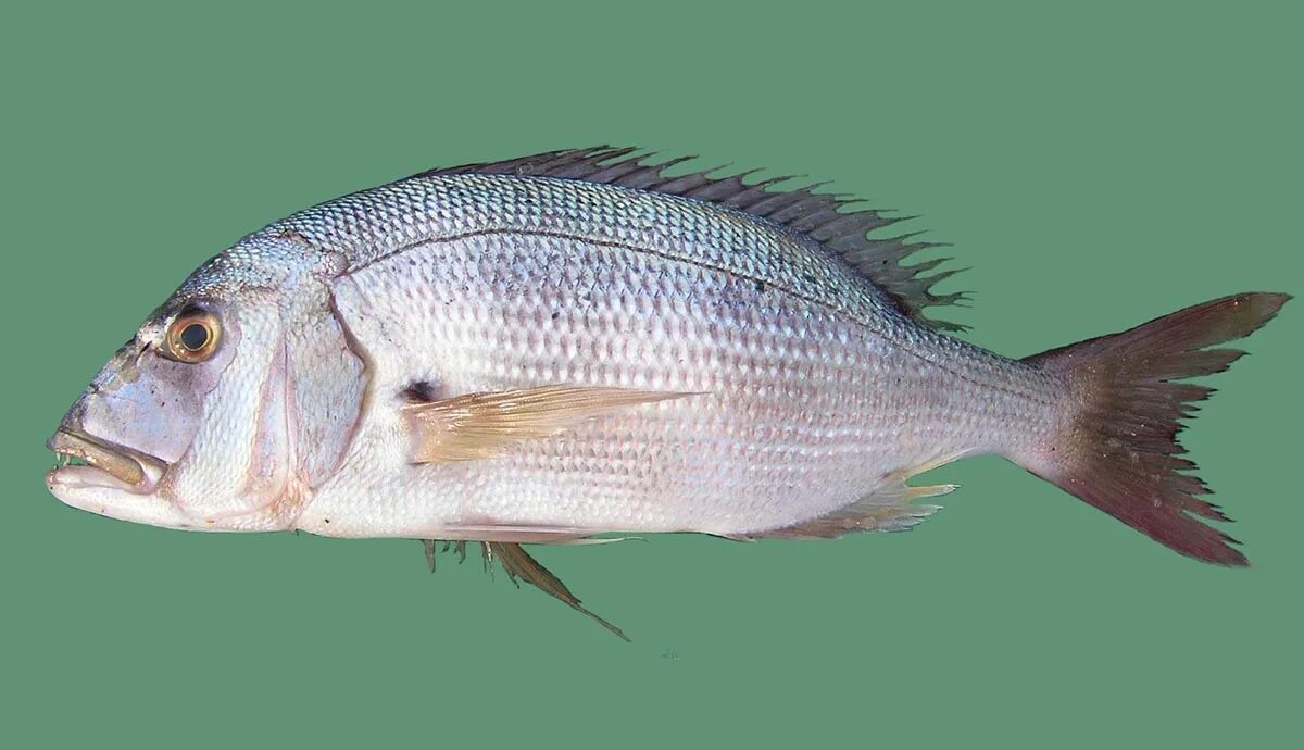 Зубарик обыкновенный в турции фото Зубарик. Diplodus puntazzo. Sharpsnout seabream YouTube