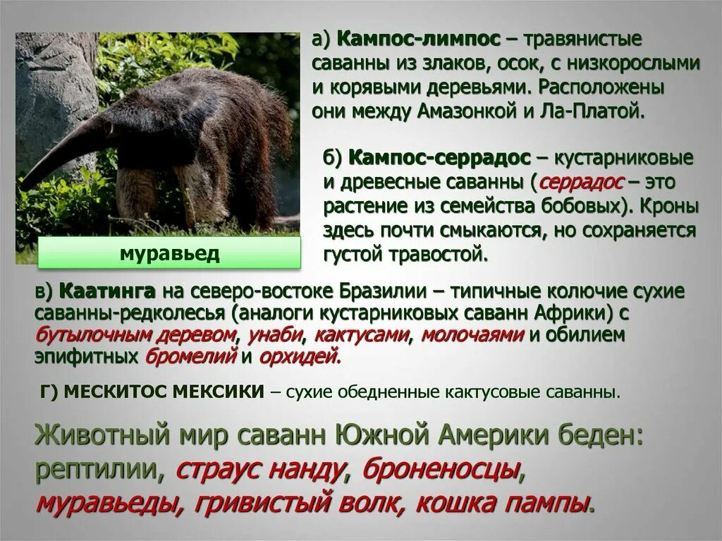 Гигантский муравьед крупнейший хищник южной америки. Растительный и животный мир саванны южной америки. Животные саванны льянос кампос. Страус нанду. Саванна.