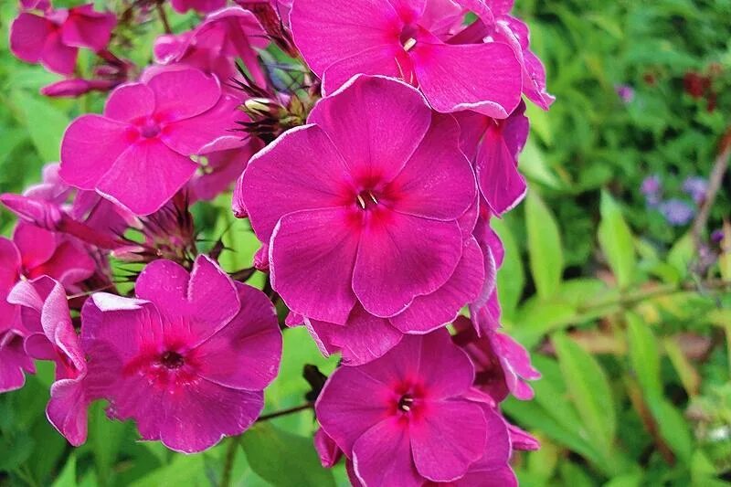 флокс травиата фото. флокс анна мария. флокс метельчатый 'traviata'. флокс травиата. флокс метельчатый 'traviata'.