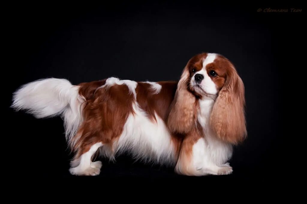 Кавалер кинг чарльз спаниель. Кинг чарльз спаниель стойка. Груминг кинг чарльз спаниеля. Груминг кинг чарльз спаниеля. Груминг кавалер кинг чарльз спаниель.