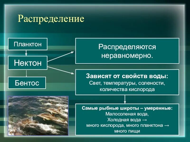 Каковы особенности живых организмов в океане